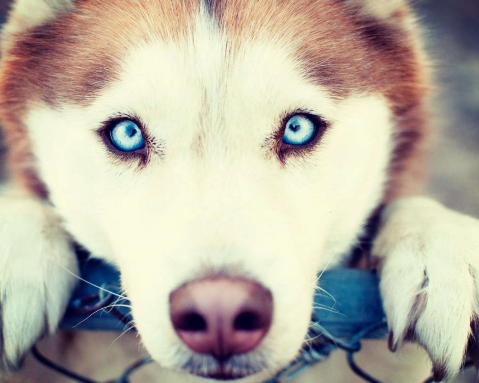 Рыжая хаски с голубыми глазами белый фон