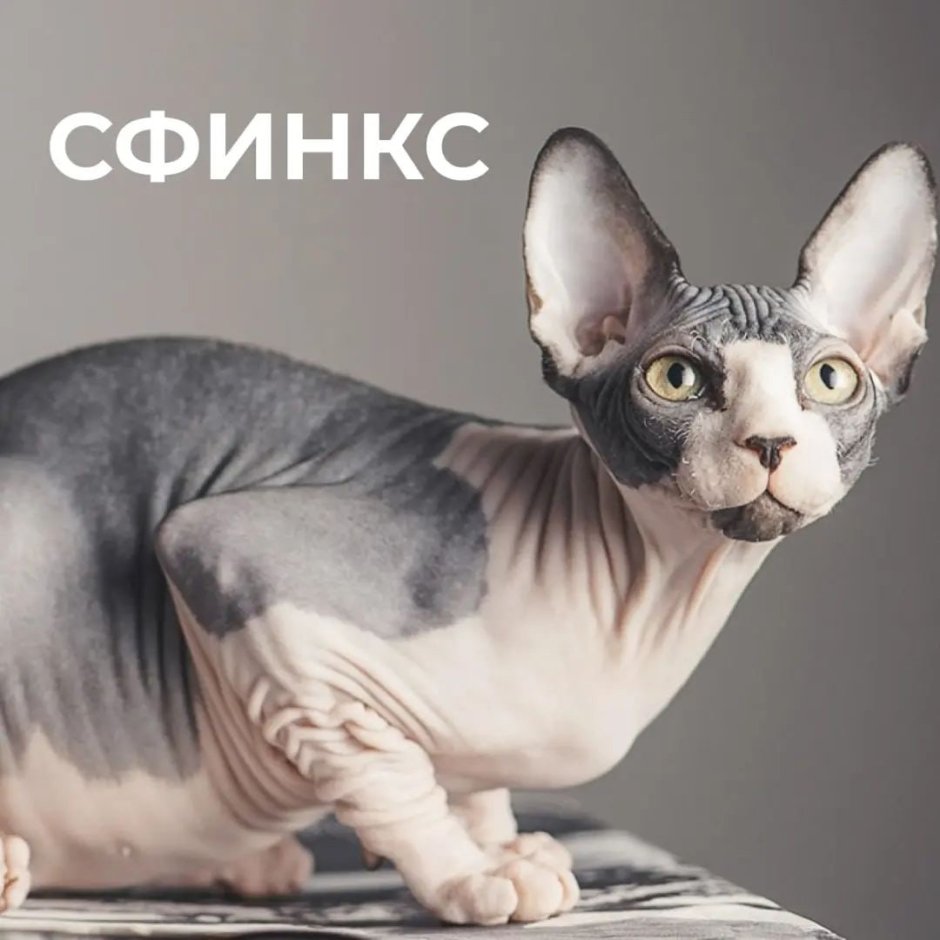 Sfinks 97-1 (k) (мех)