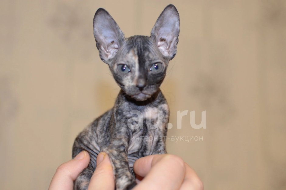 Велюровая котенок девочка