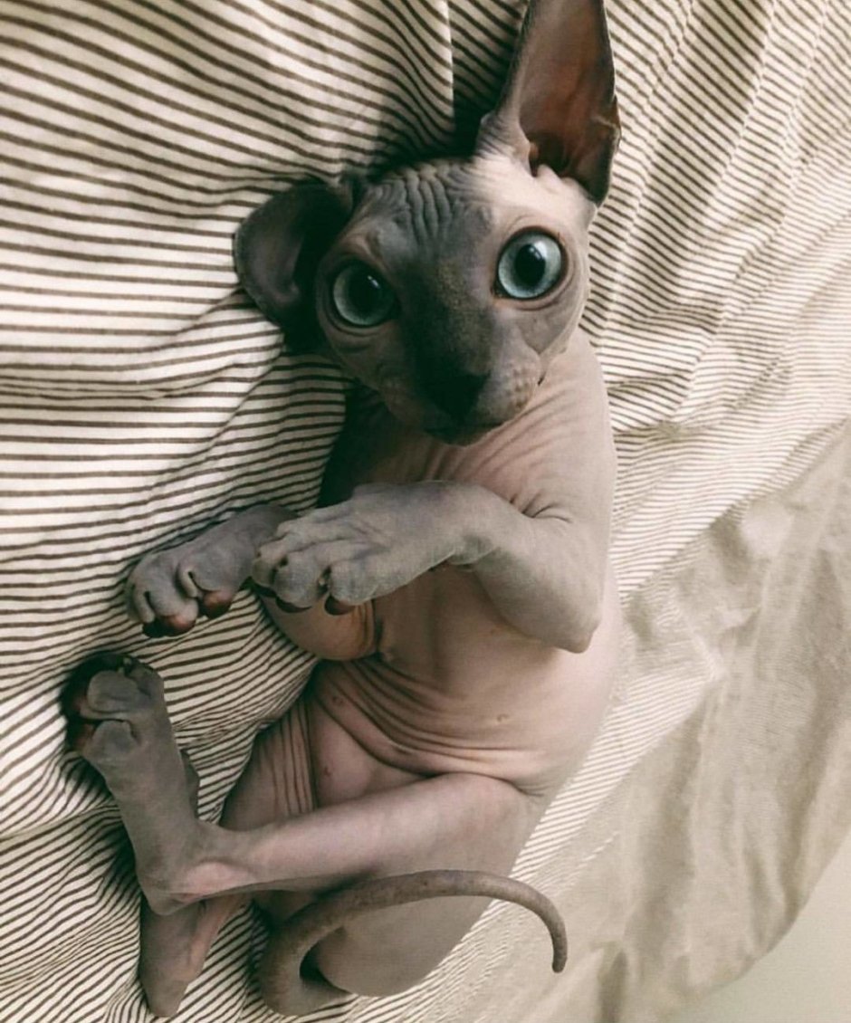 Сфинкс кошка
