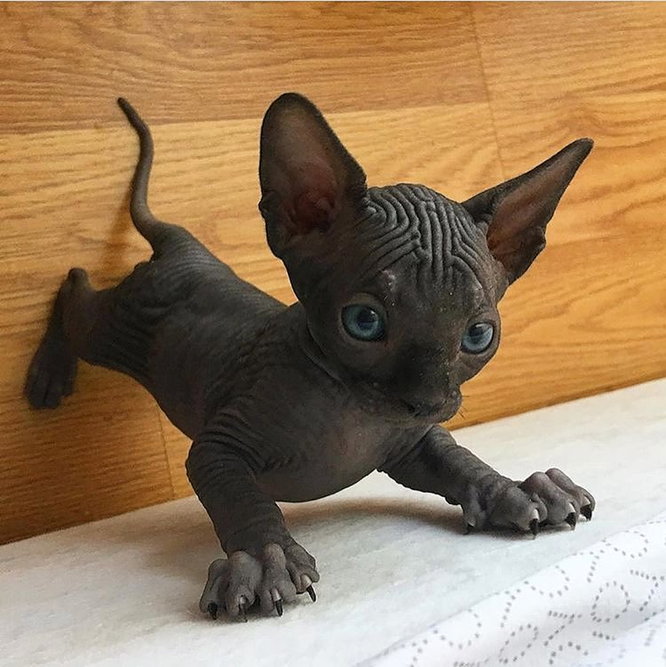 Чёрный сфинкс кошка