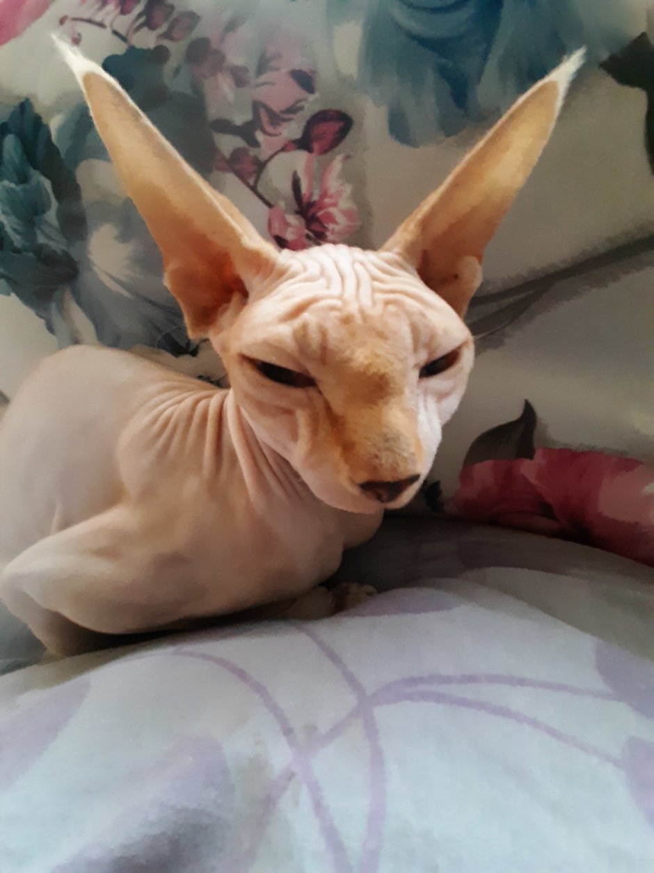 Велюровый кот сфинкс