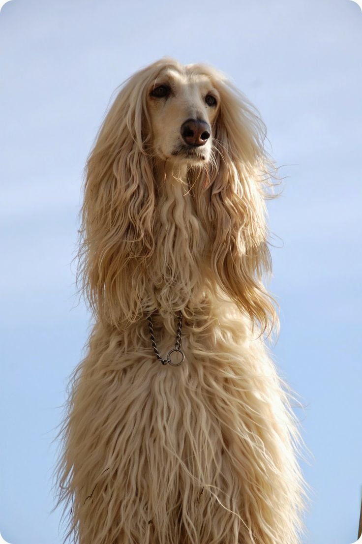 Афганская борзая собака длинношерстная