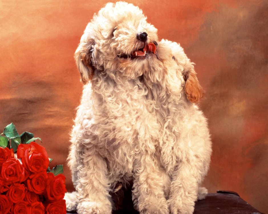 Собака и кот кудрявые