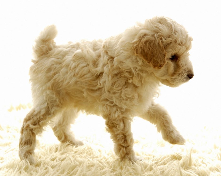 Пыхтарь Бедлингтон