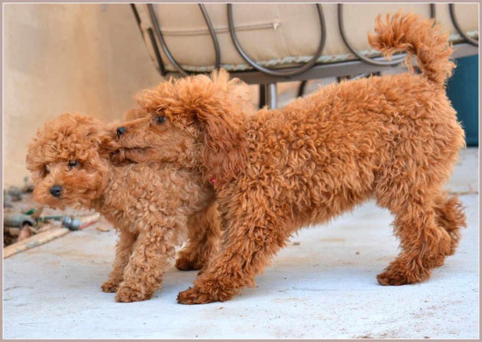 Карликовый пудель красного окраса