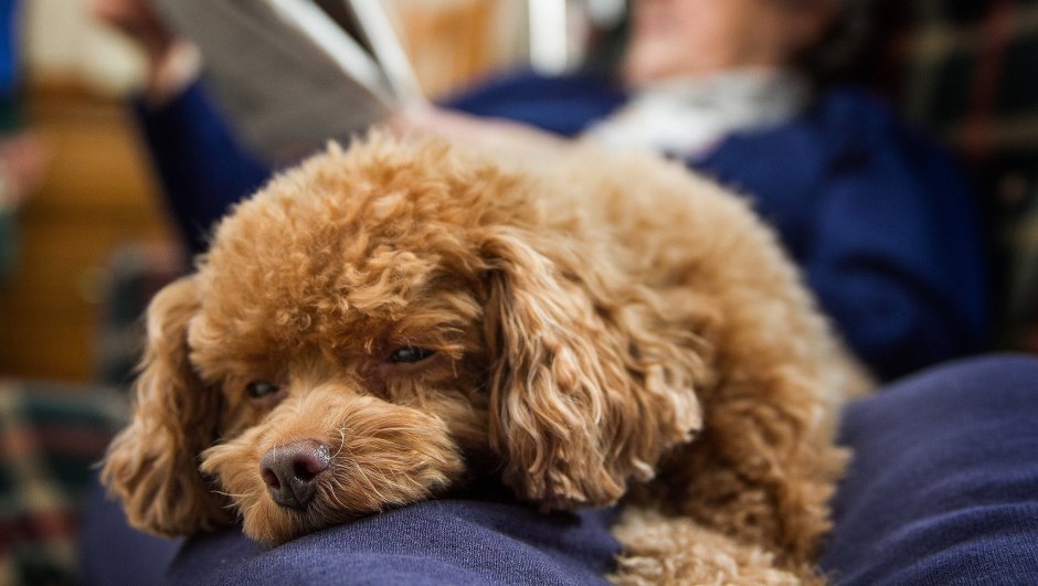 Вельш пудель