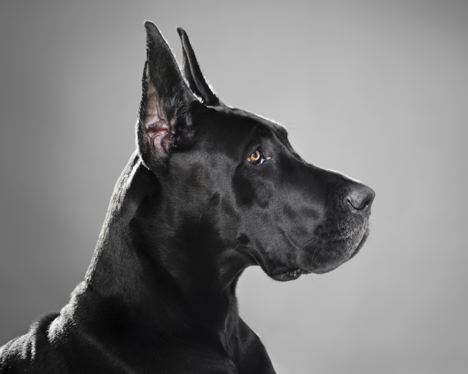 Great Dane собака