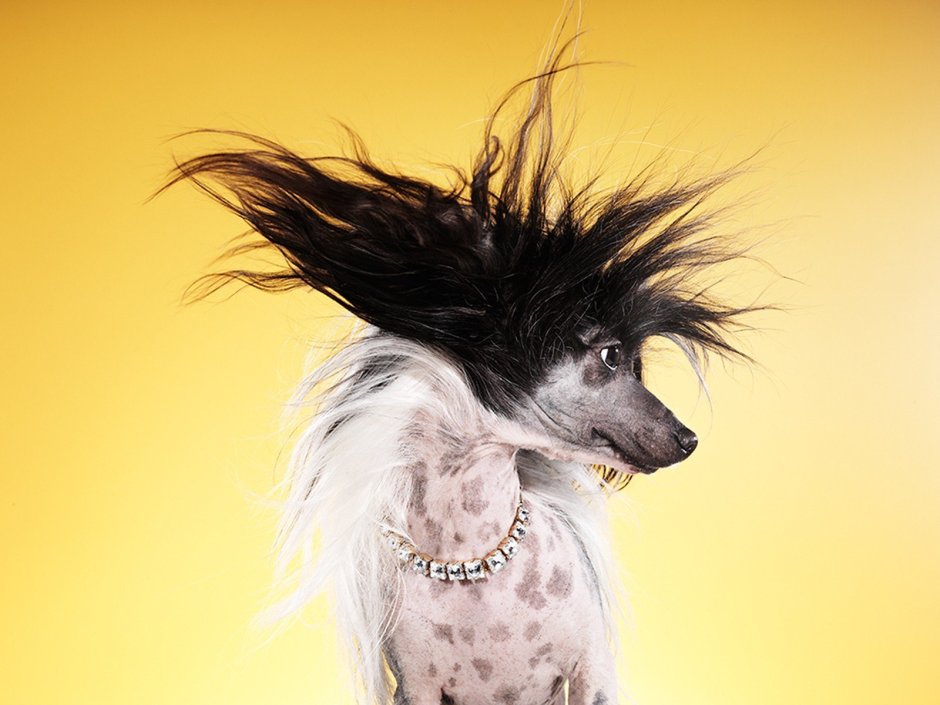 Crazy Dog