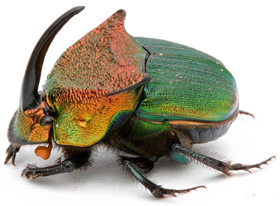Phanaeus Vindex Радужный