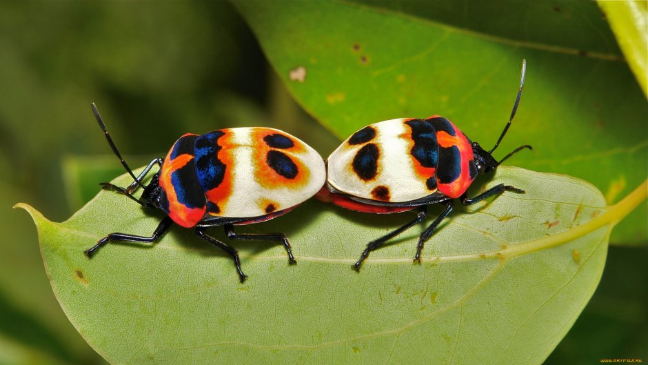 Макросъемка Hemiptera