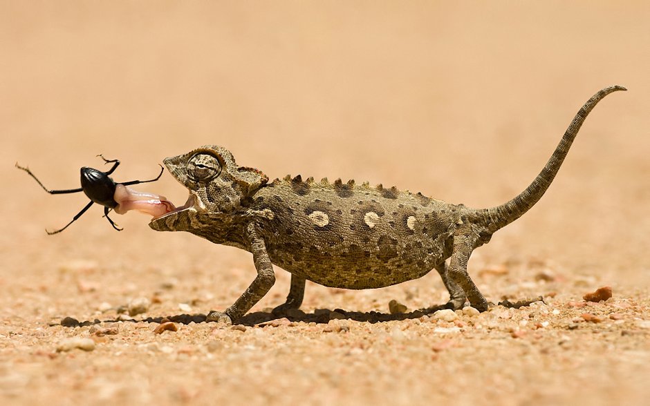 Poecilocoris lewisi