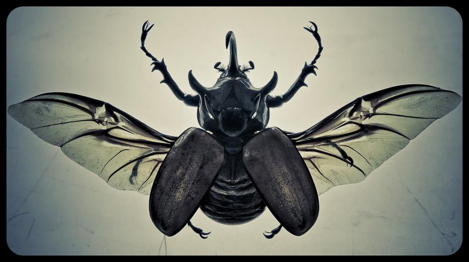 Hypercompe scribonia