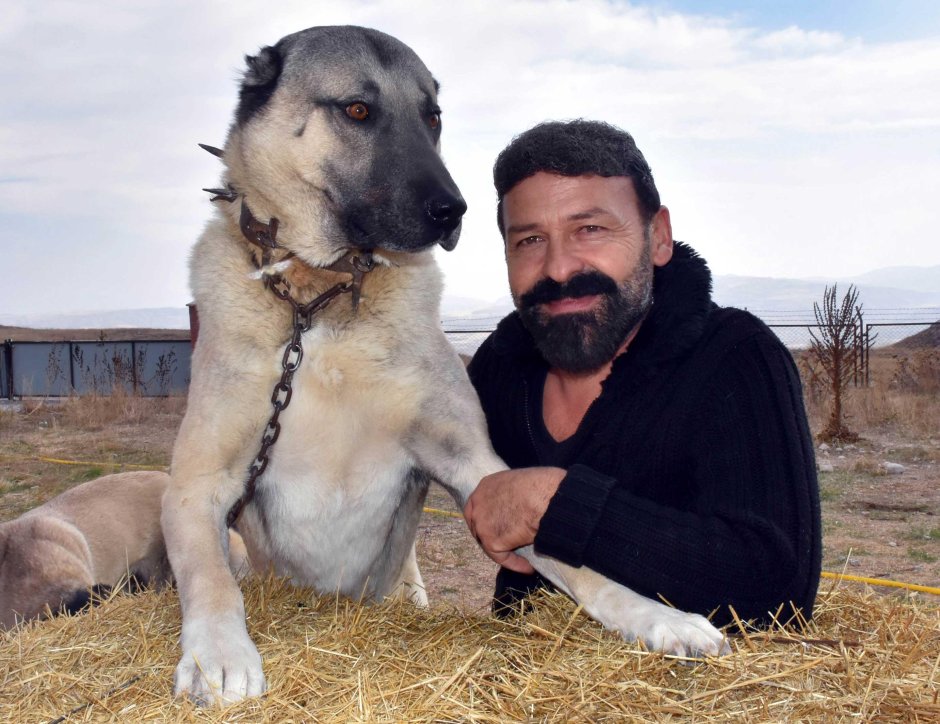 Турецкий кангал черный