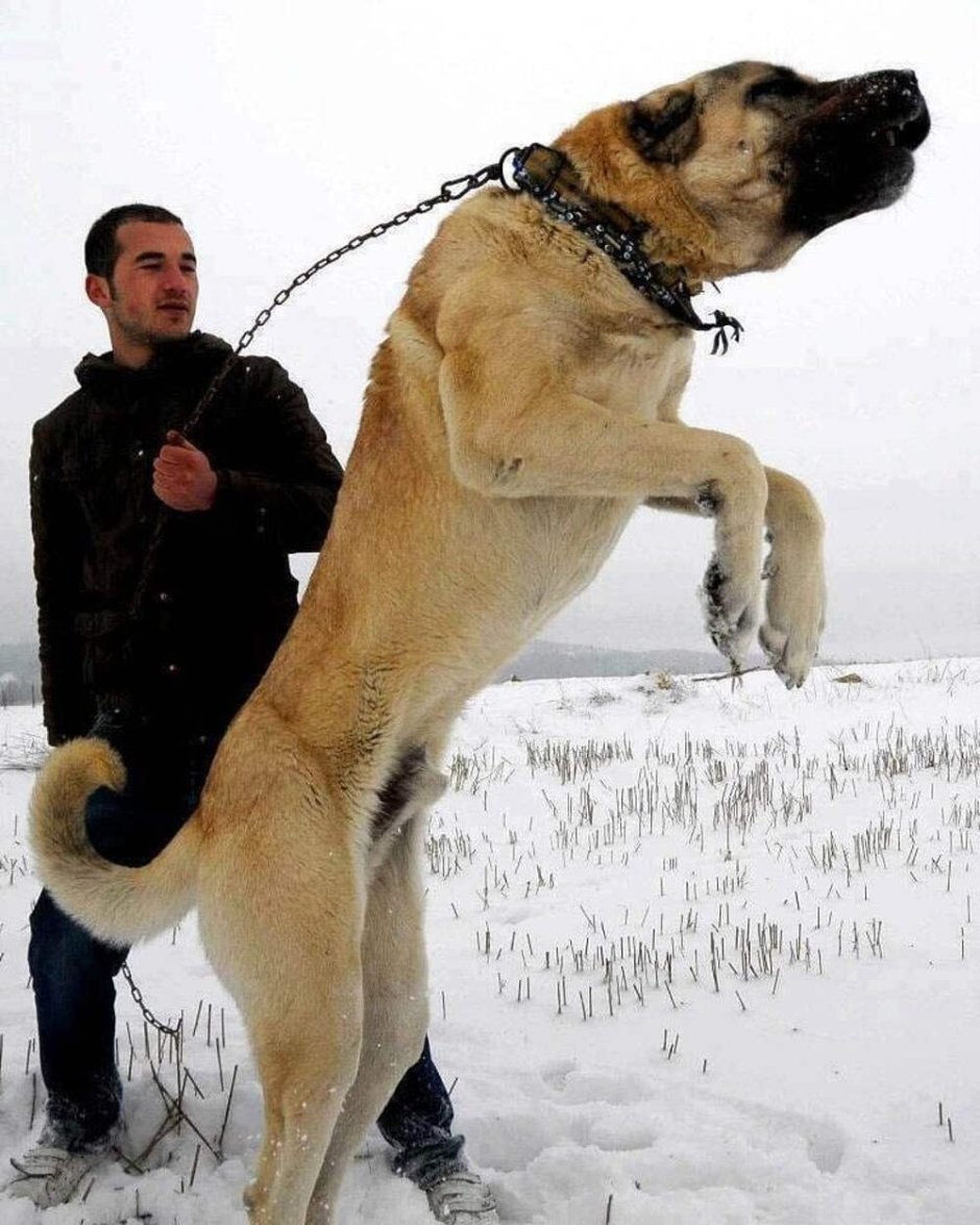 Кангал купированный гигант