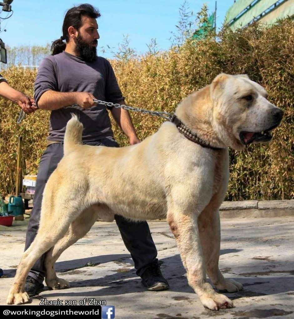 Кангал собака