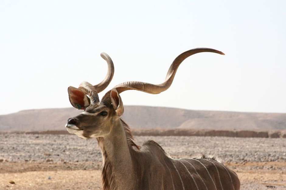 African Kudu Antelope