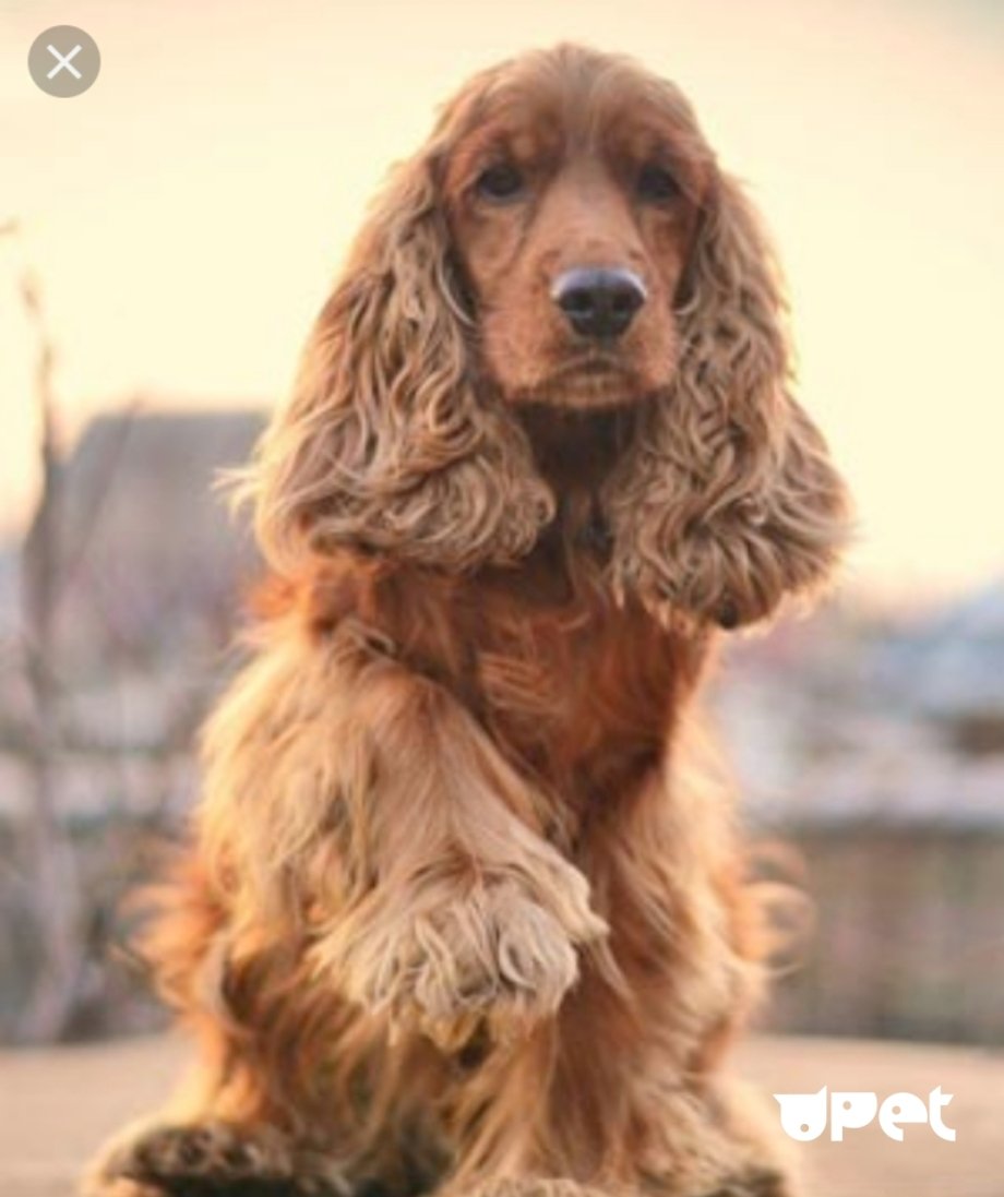 Кокер спаниель кудрявый