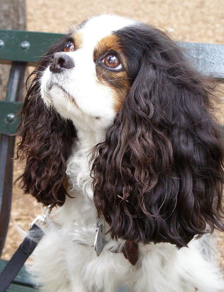 Чарльз кокер спаниель