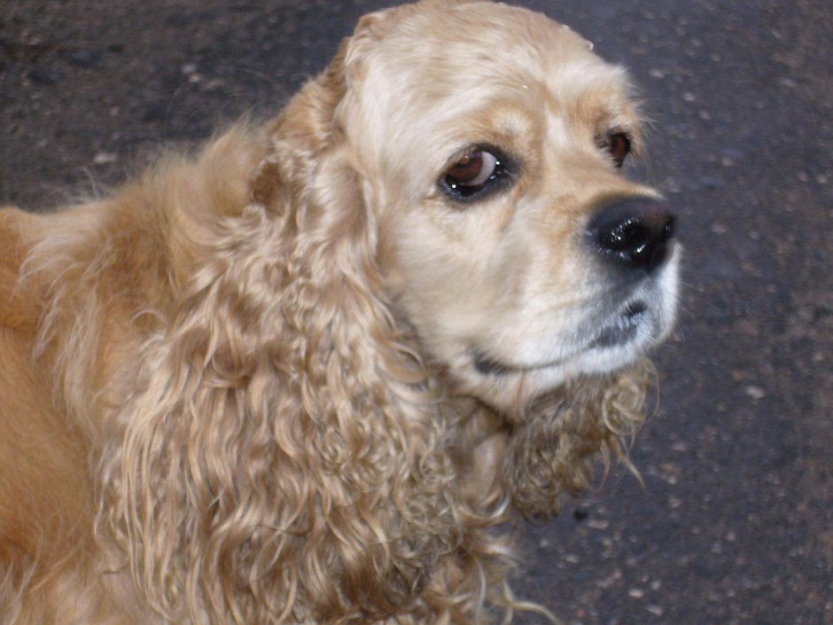 Кокер спаниель палевый