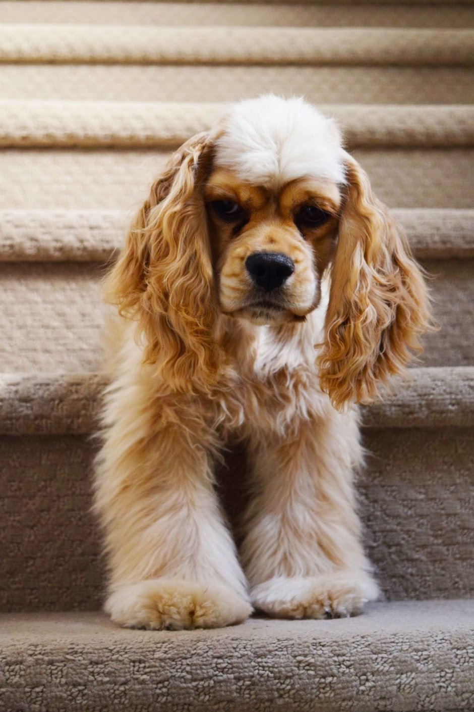 Золотой кокер спаниель