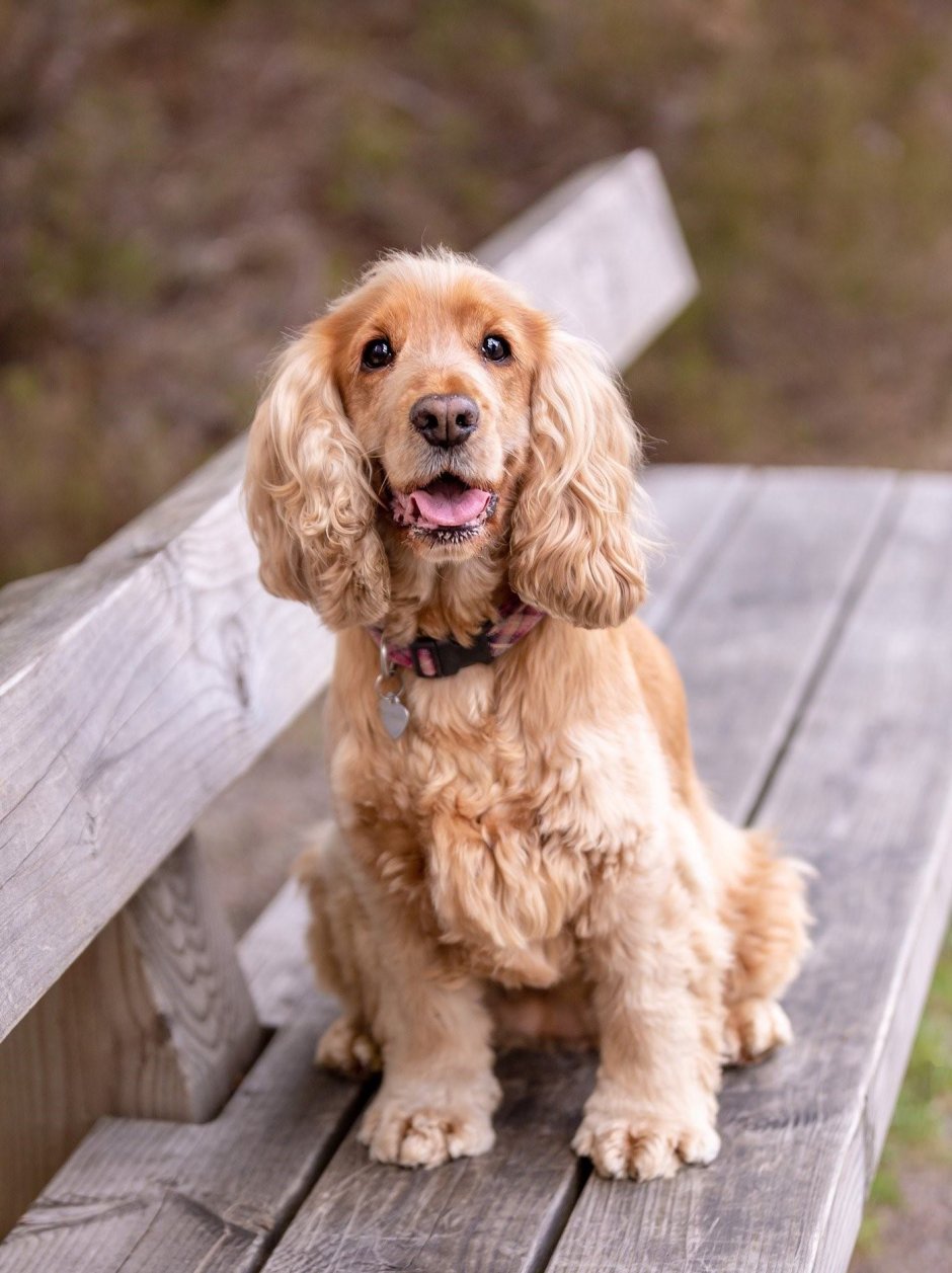 Собака спаниель вислоухая