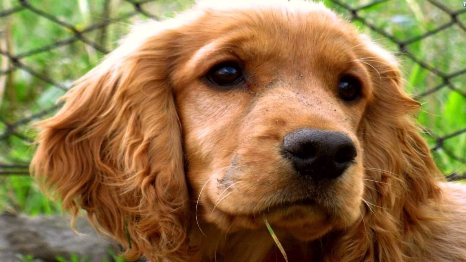 Шотландский кокер спаниель