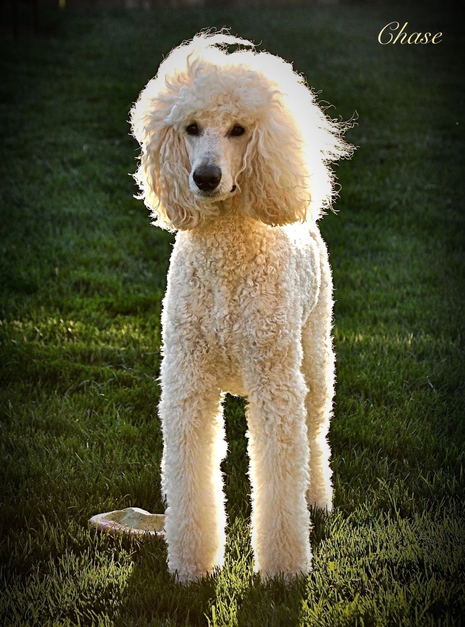 Королевский пудель кудрявый