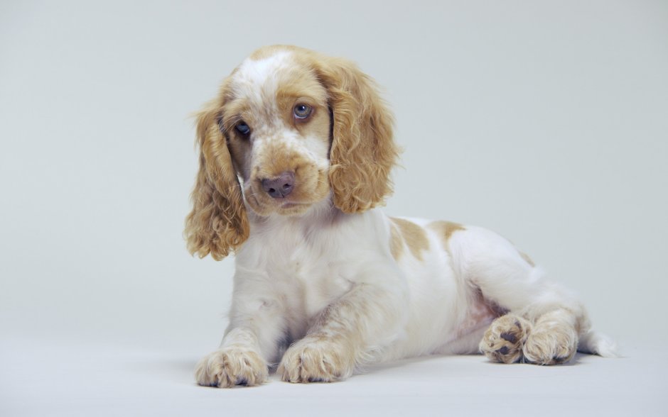 Английский кокер-спаниель