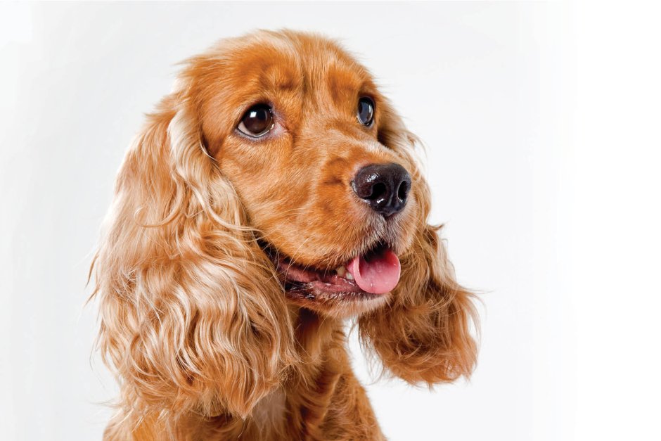 Британский кокер спаниель щенок