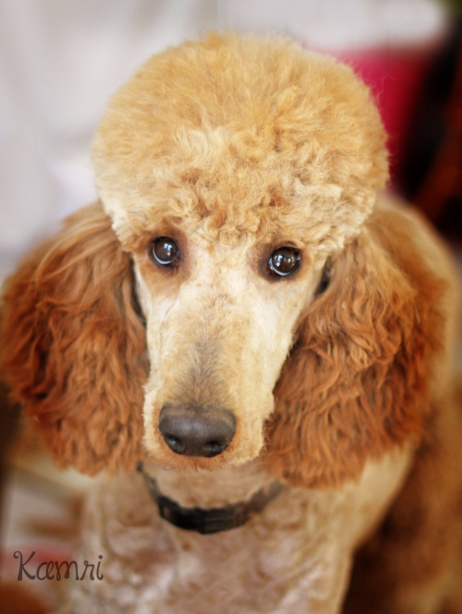 Пудель с длинными ушами