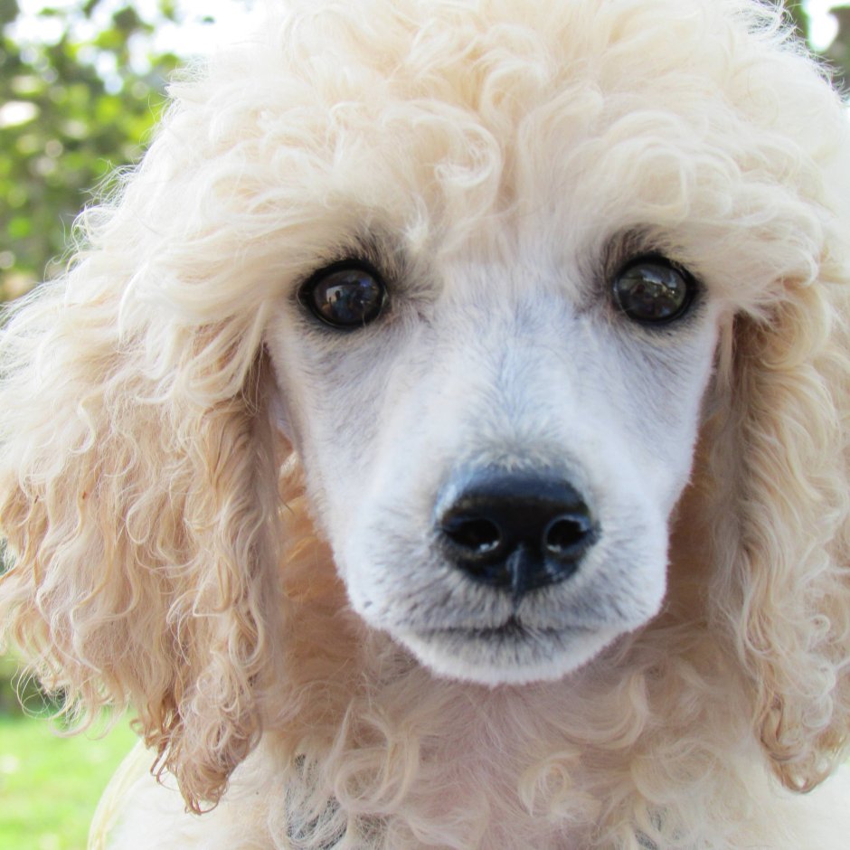 Poodle Kaniş