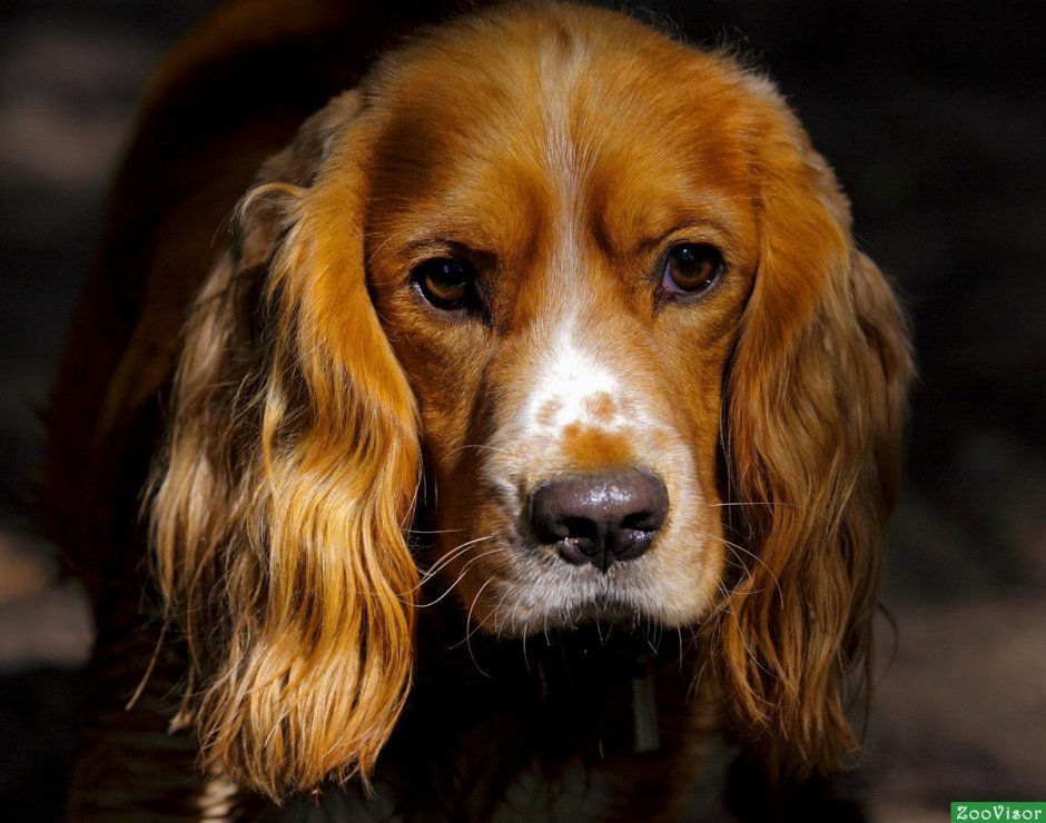 Золотистый кокер спаниель