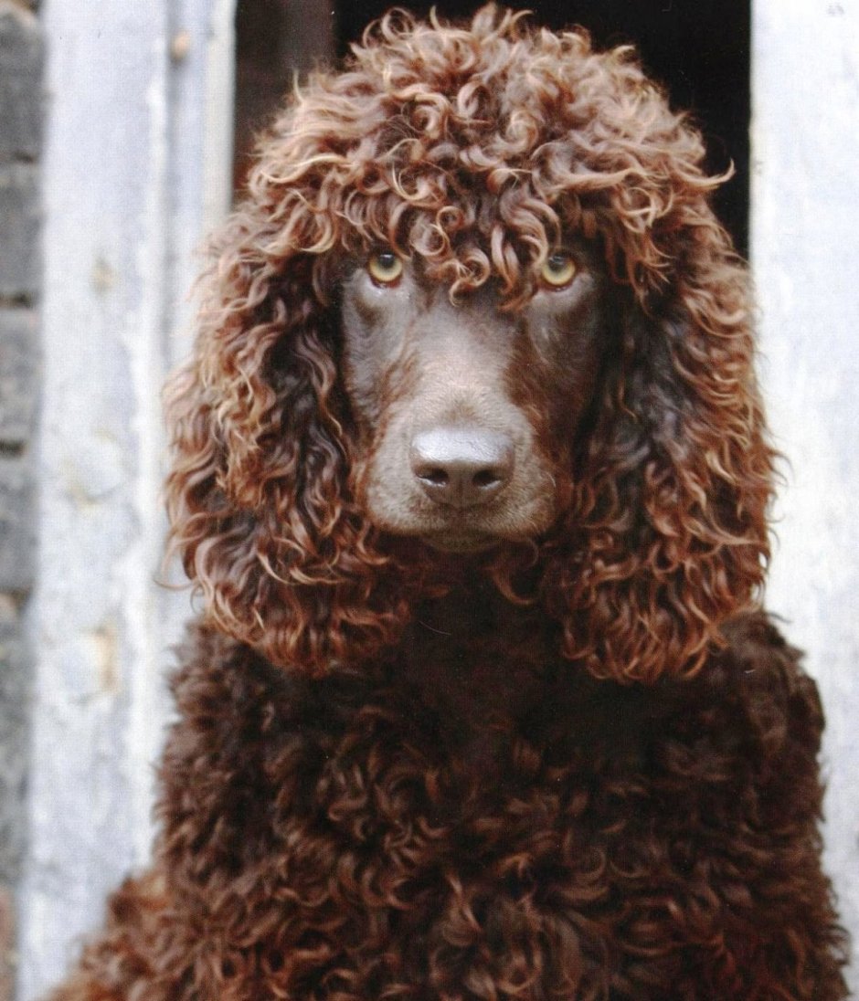 Ирландский водяной спаниель