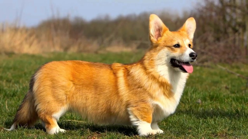 Шотландский корги