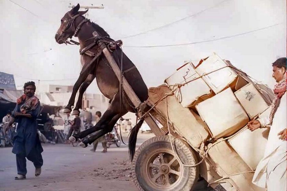 Осел перегруз