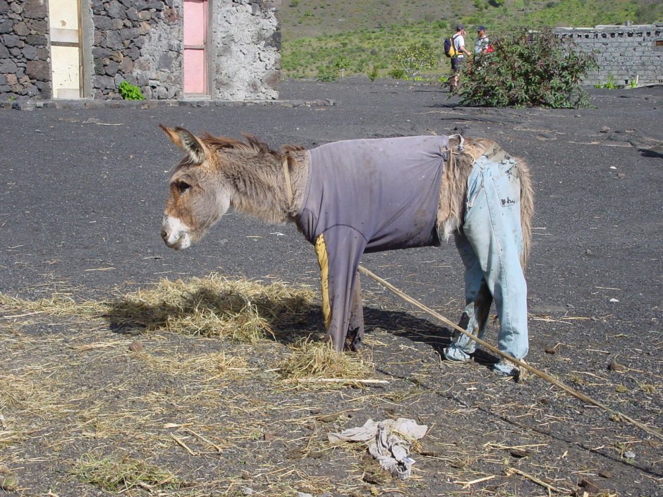 Перегруженный осел