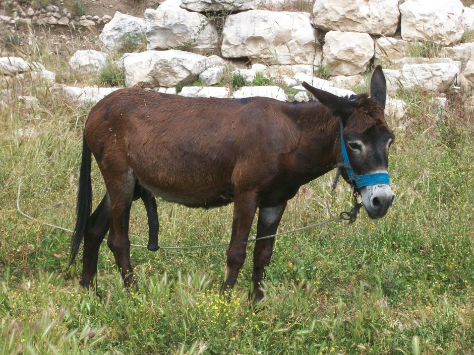 Ишак арава