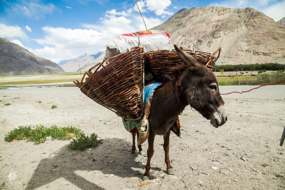 Горный осел