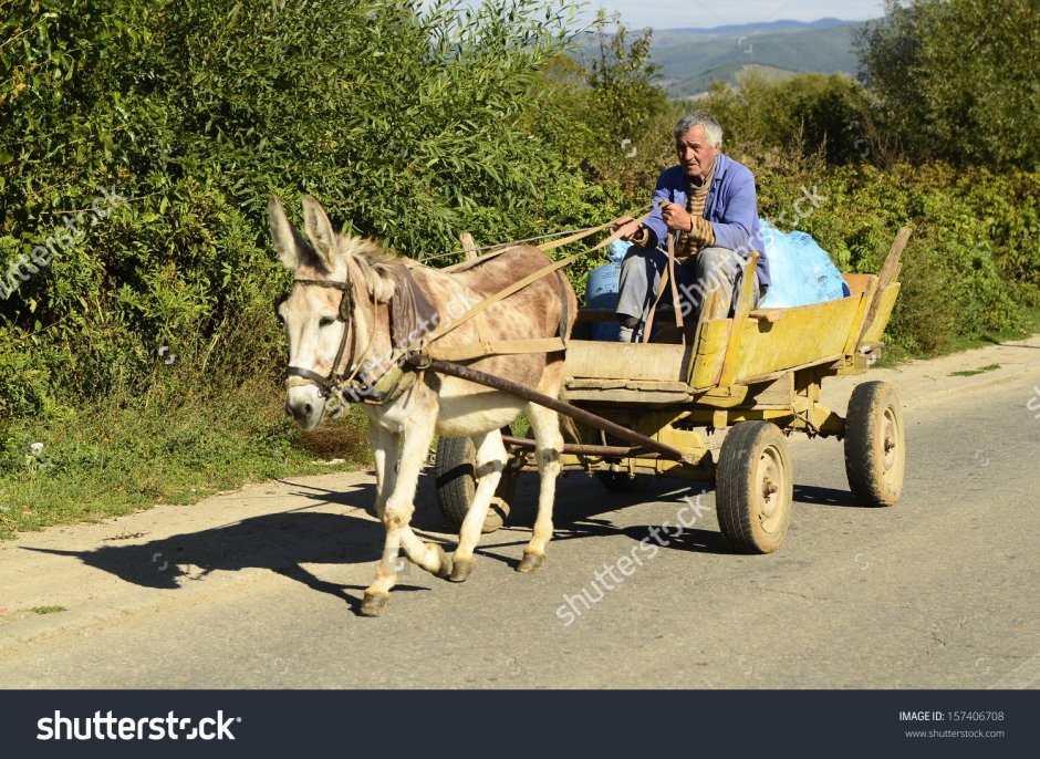 Ишак с повозкой
