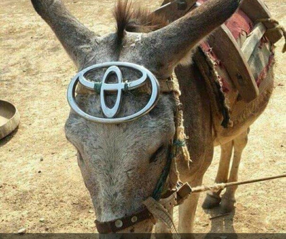 Осел прикол