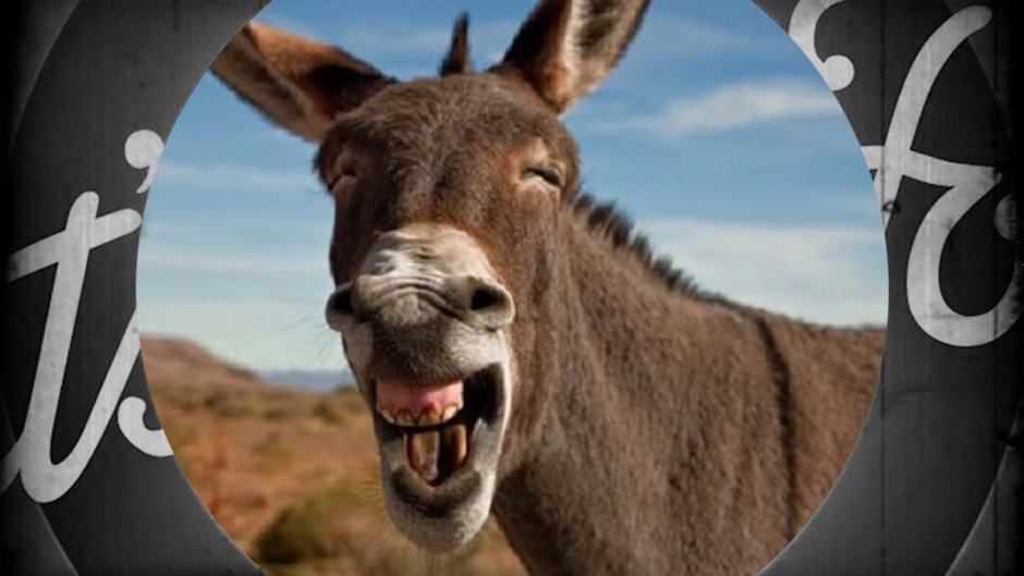 Ишак бородатый