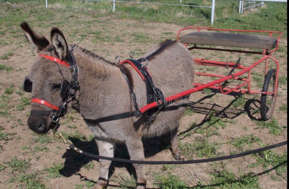 Ишак с тележкой
