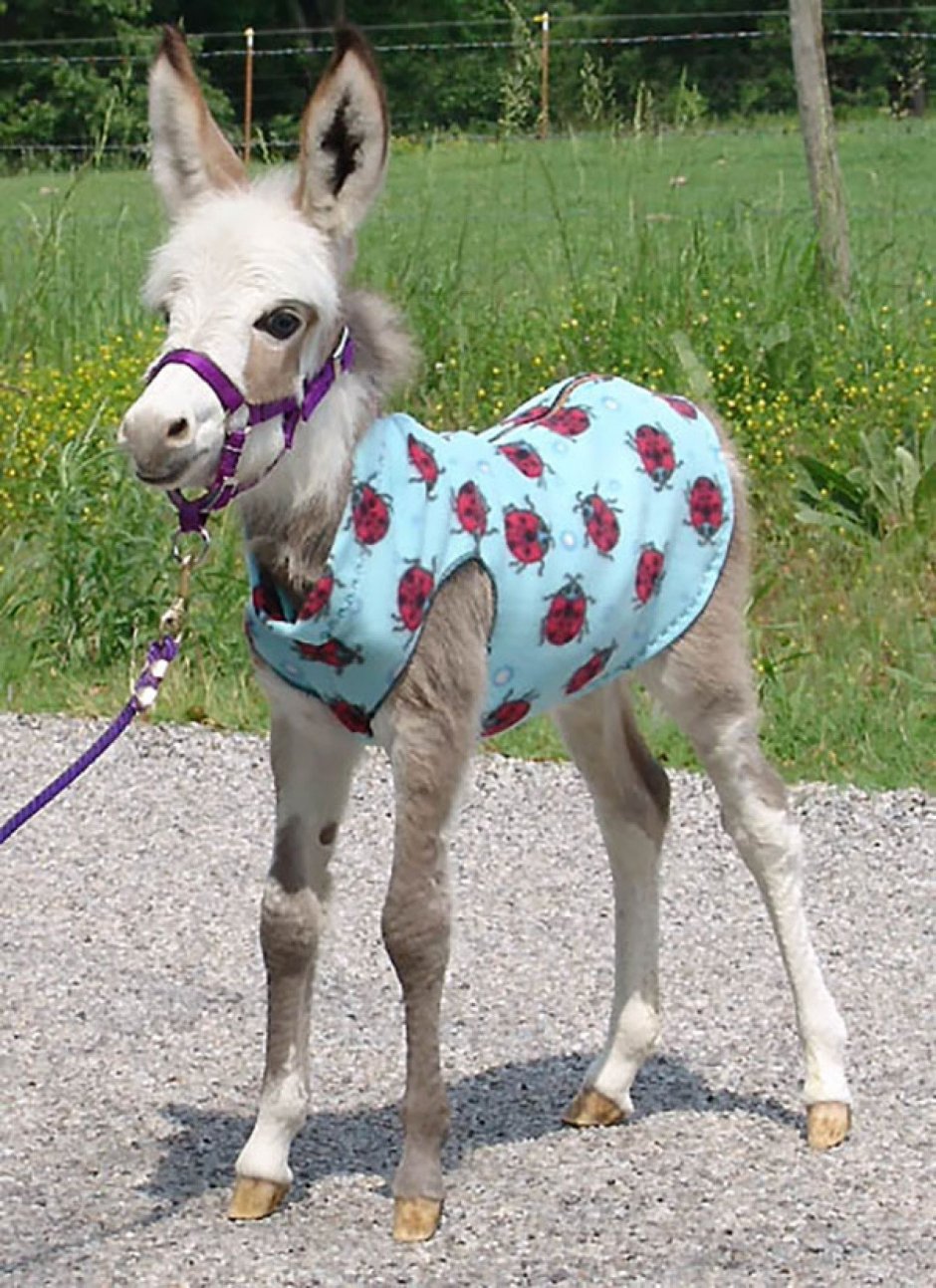 Карликовый осел