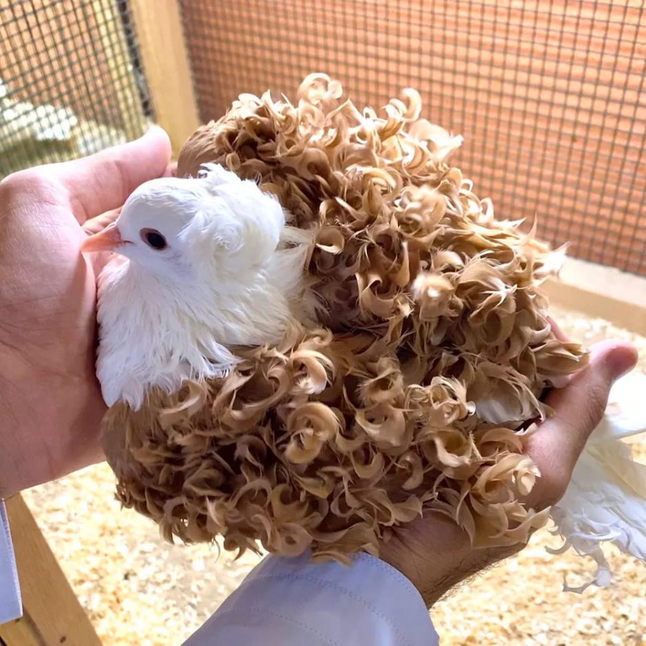 Кучерявые голуби