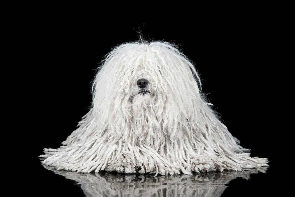 Венгерская овчарка пули