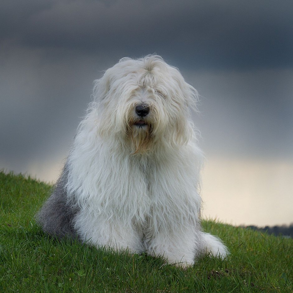 Пастушья овчарка бобтейл