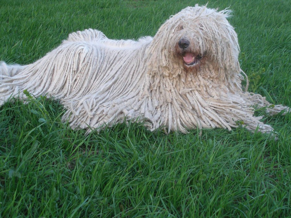 Венгерская овчарка Комондор щенки