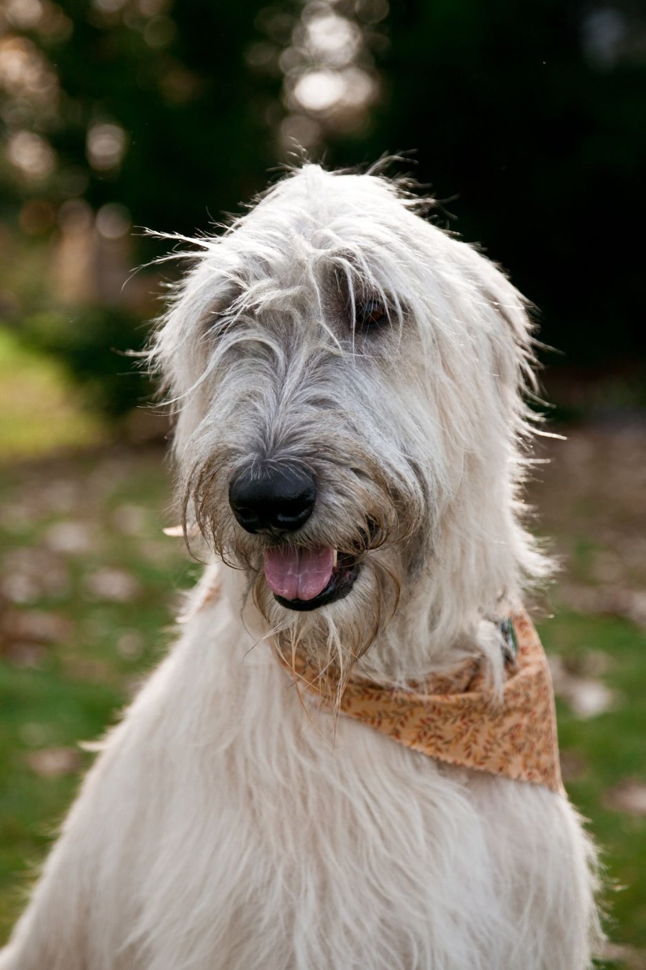 Ирландский волкодав белый