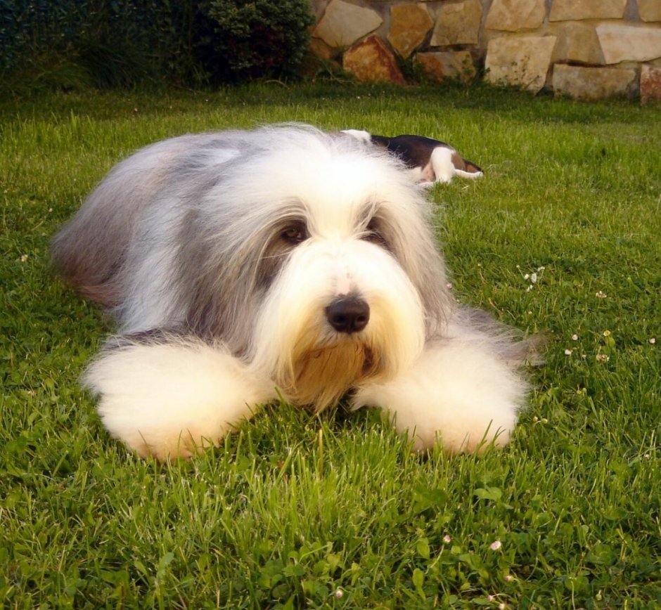 Бородатый колли